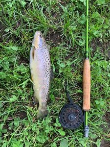 Brown Trout