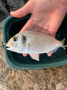Gilthead Seabream