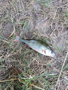 European Perch