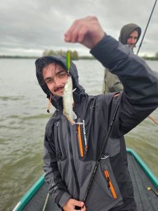 Zander