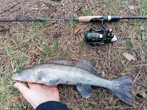 Zander
