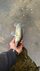Zander