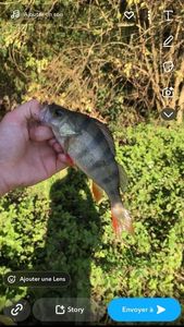 European Perch