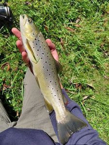 Brown Trout