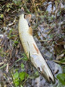 Northern Pike