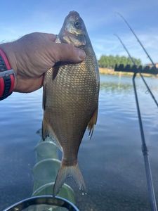 Common Bream