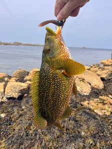 Ballan Wrasse