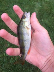 European Perch