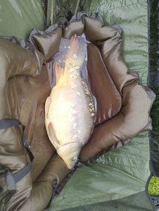 Mirror Carp