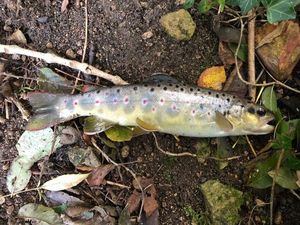 Brown Trout