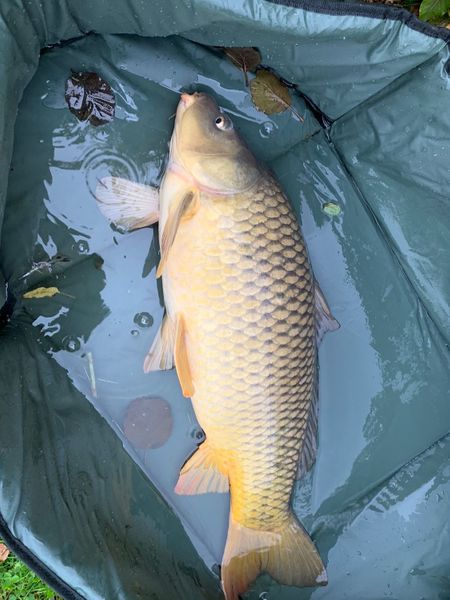 Common Carp