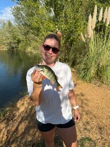European Perch
