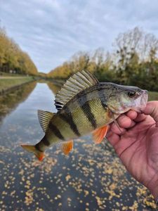 European Perch