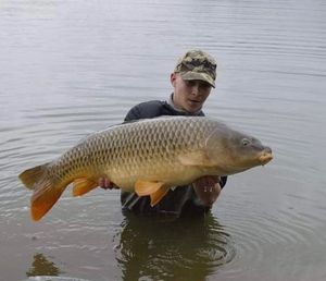 Common Carp