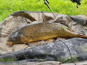 Common Carp