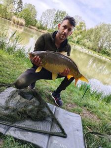Mirror Carp