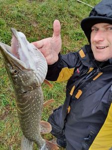 Chain Pickerel