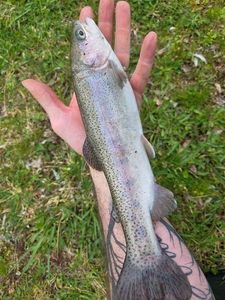 Rainbow Trout