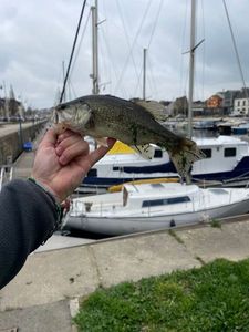Smallmouth Bass