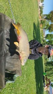 Common Carp