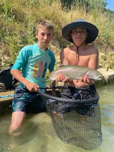 Rainbow Trout
