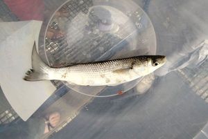 Flathead Grey Mullet
