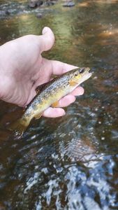 Brown Trout