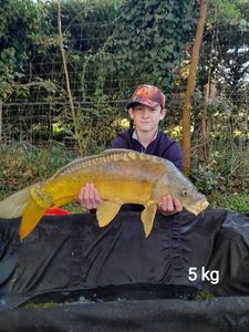 Mirror Carp