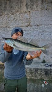 Zander