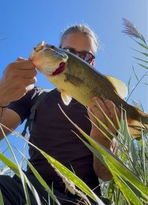 Largemouth Bass