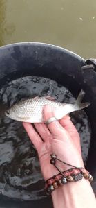 Roach