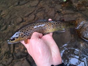 Brown Trout