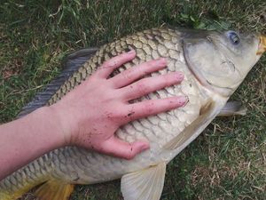 Common Carp