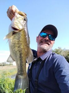 Largemouth Bass