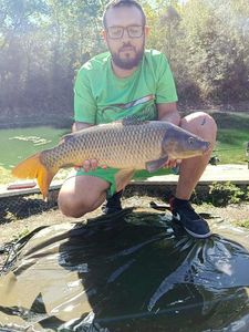 Common Carp