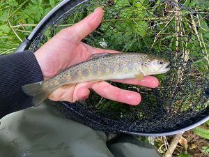 Brown Trout