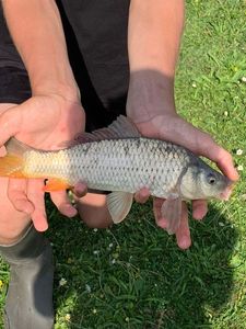 Common Carp