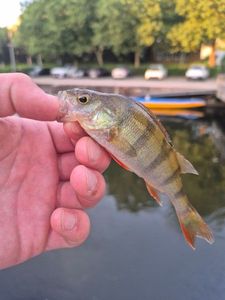 European Perch