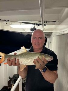 Barbel