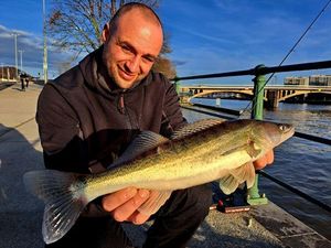 Zander