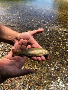 Rainbow Trout