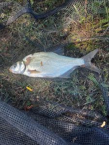 Common Bream