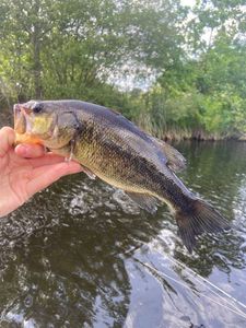 Largemouth Bass