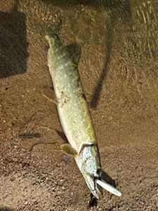 Northern Pike