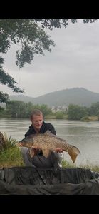 Common Carp