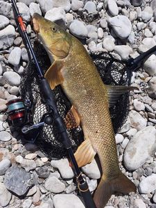 Barbel