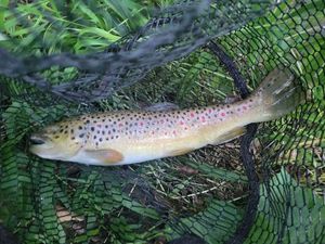 Brown Trout