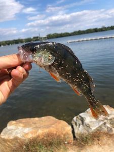 European Perch