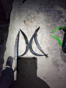 Great Barracuda