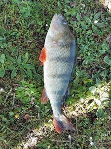 European Perch